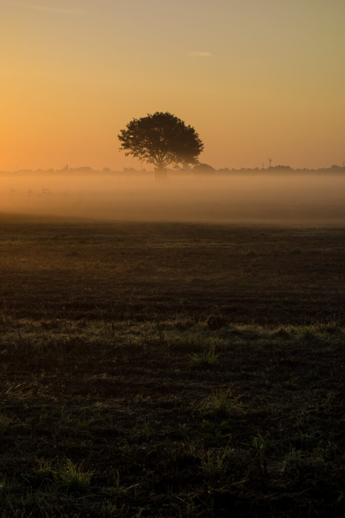 Solitary tree in foggy autumn field with golden sunlight creating a serene morning scene Wallpaper