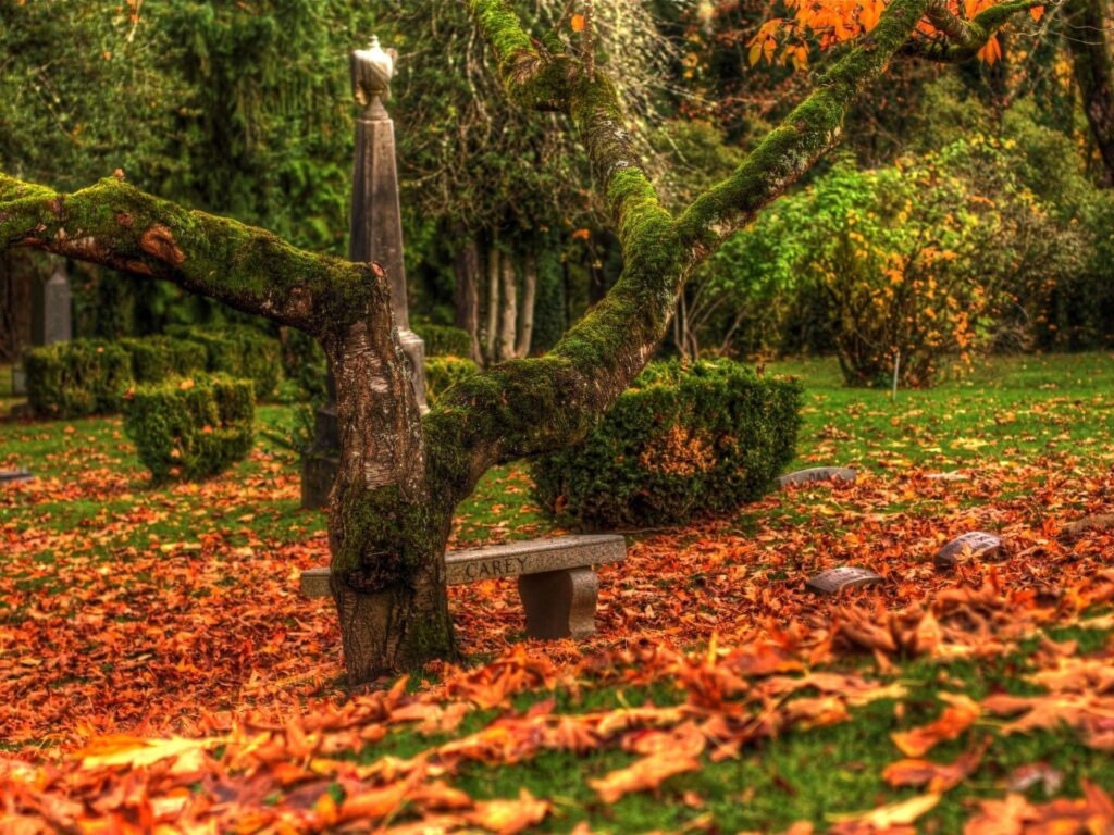 Serene autumn wallpaper with mossy tree arching over stone bench and vibrant orange leaves
