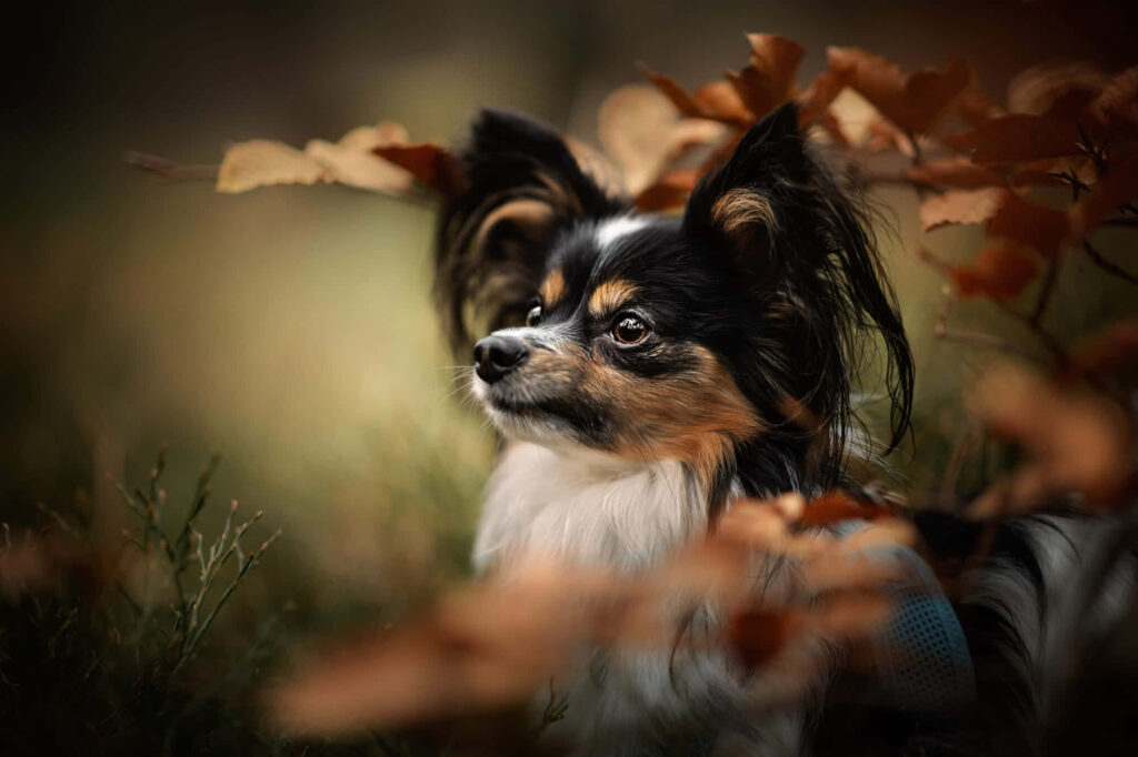 Serene Autumn Papillon: Golden Foliage Wallpaper Background