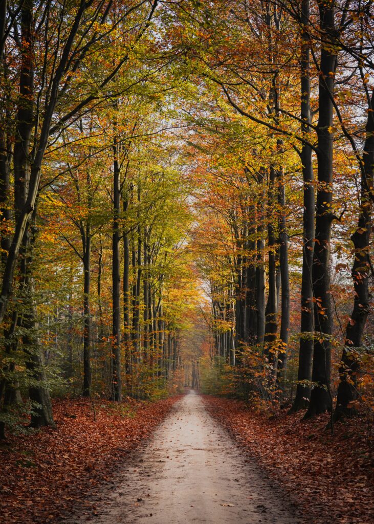 Peaceful autumn park path with tall trees showcasing vibrant orange yellow and red foliage Wallpaper