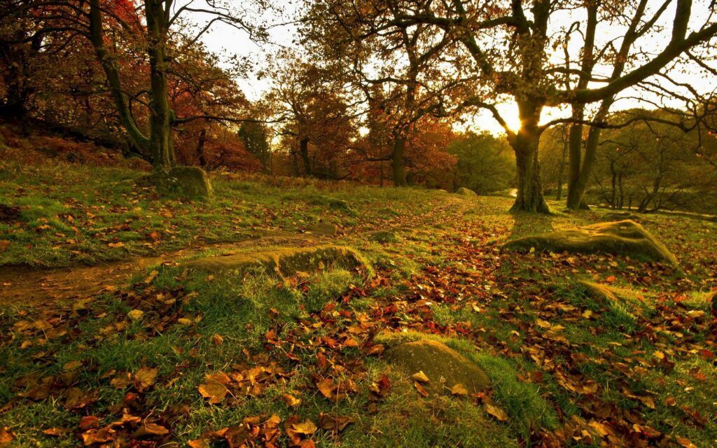 Autumn park with warm sunlight tall trees colorful leaves on grass rocks peaceful forest background Wallpaper
