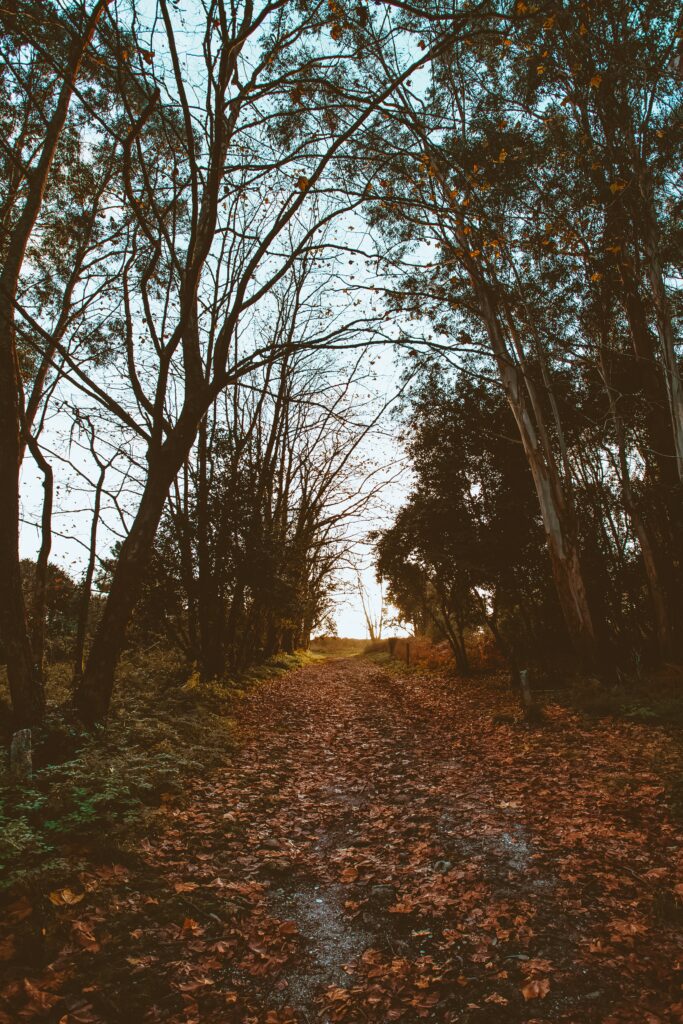Serene autumn path lined with tall trees and fallen leaves in a peaceful fall forest wallpaper