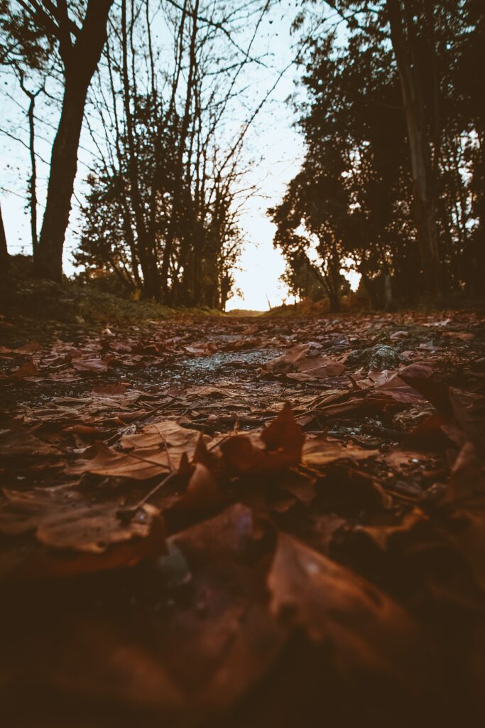 Autumn path with fallen leaves winding through tall trees in brown and orange foliage outdoors Wallpaper