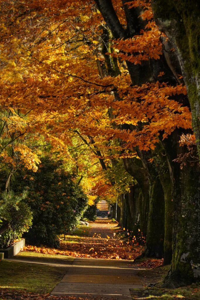 Serene autumn path with golden orange leaves and sunlight streaming through tall trees walkway Wallpaper