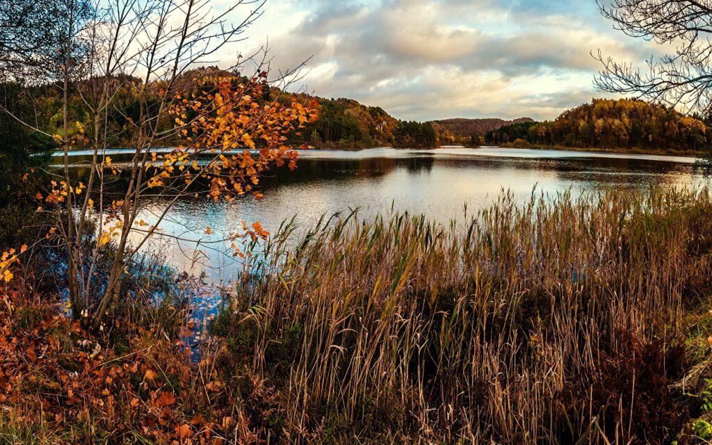 Serene autumn pond with orange gold trees reflecting on calm water surrounded by dry reeds Wallpaper