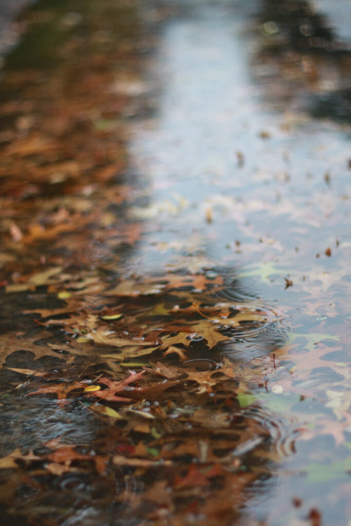 Reflective autumn puddle with colorful fallen leaves and raindrops creating ripples outdoors Wallpaper
