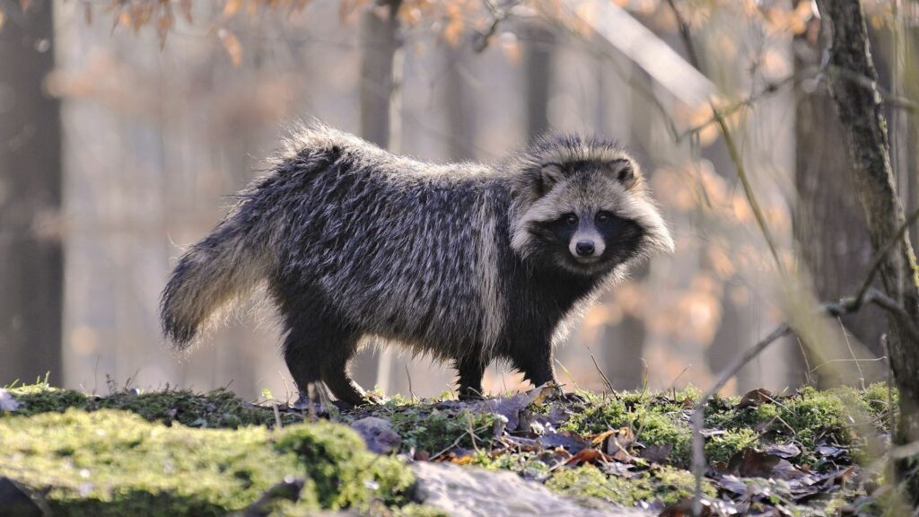 Raccoon on Mossy Log in Serene Autumn Forest - 1920x1080 Wallpaper