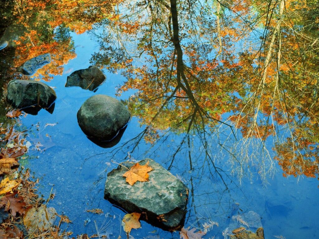 Autumn wallpaper with smooth stones vibrant orange yellow leaves reflecting in clear water