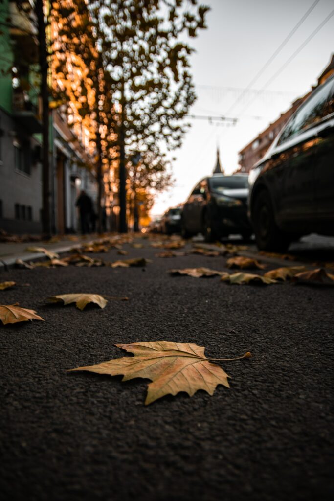 Serene Autumn Street Wallpaper: Fallen Leaves & Golden Sunset Glow