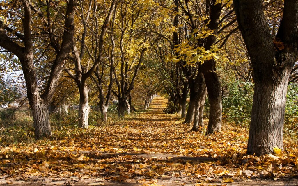 Autumn tree-lined path with golden leaves and yellow brown foliage in peaceful natural setting Wallpaper