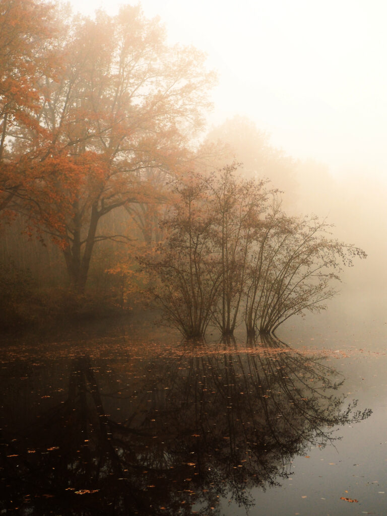 Autumn trees with orange leaves reflected in a calm pond surrounded by fallen leaves wallpaper