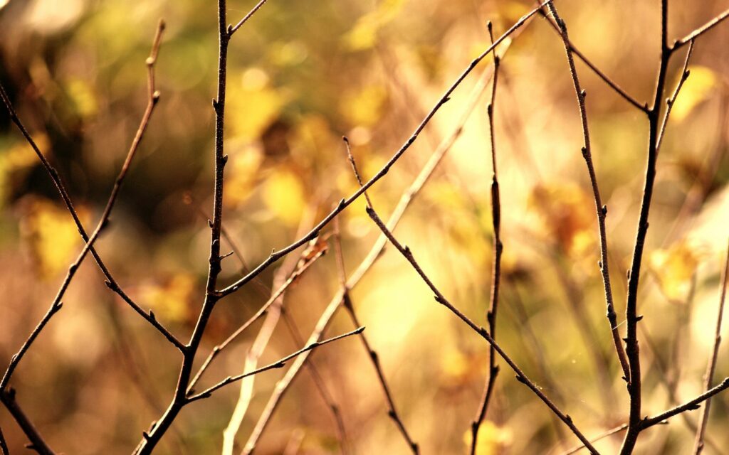Serene Autumn Wallpaper: Delicate Branches on Golden Background