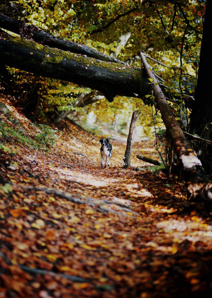 Autumn Dog Walk Wallpaper: Vibrant Leaves & Serene Alley Scene