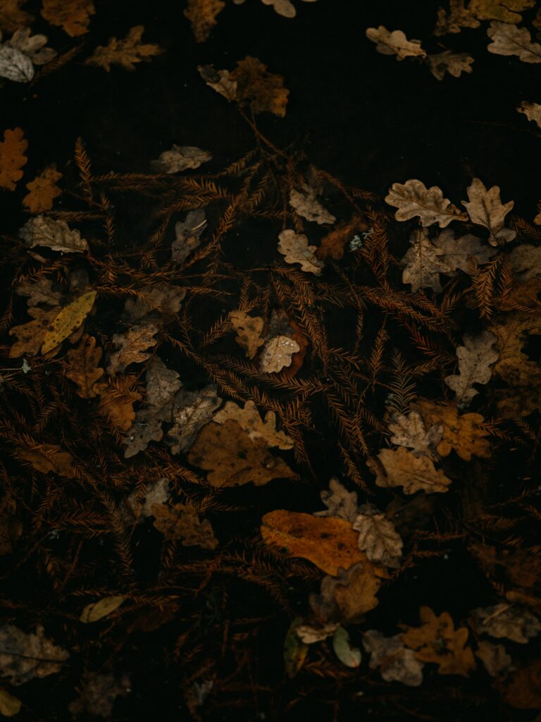 Serene Autumn Wallpaper: Fallen Leaves & Brown Foliage Background