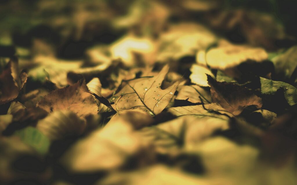 Serene Autumn Wallpaper: Fallen Leaves & Soft Shadows Background
