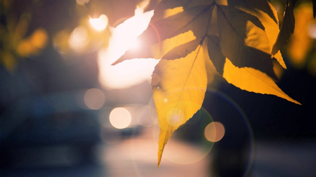 Serene Autumn Wallpaper: Golden Leaves & Soft Sunlight Background