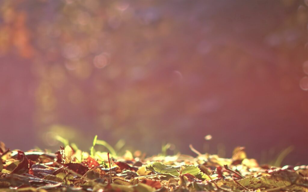 Serene Autumn Wallpaper: Fallen Leaves in Soft Golden Light