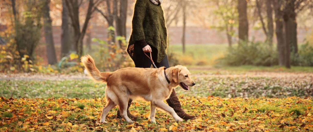 Serene Autumn Wallpaper: Golden Retriever Walks on Leafy Path