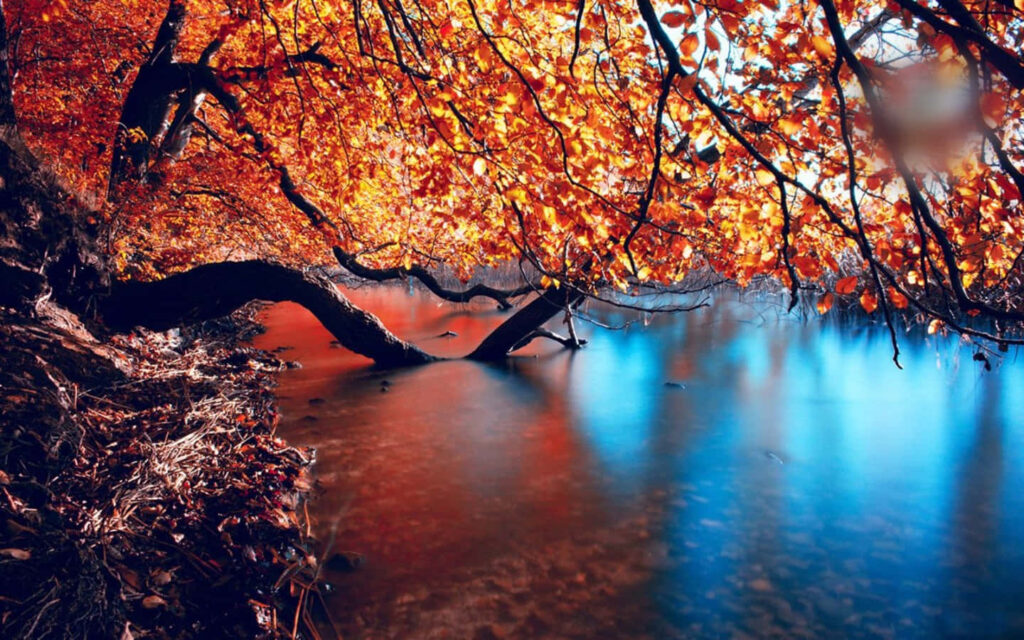 Autumn Serenity: Majestic Tree & Reflective River Wallpaper Background