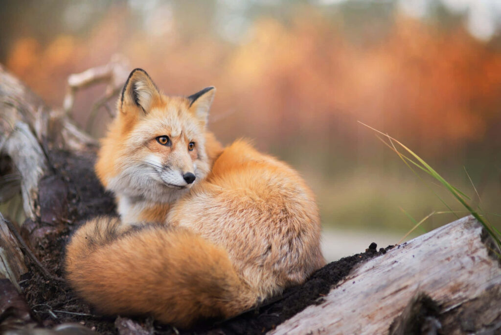 Serene Red Fox Resting on Log Amid Autumn Foliage Background Wallpaper