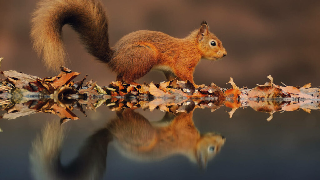 Serene Autumn Wallpaper: Squirrel Amid Colorful Leaves Reflection