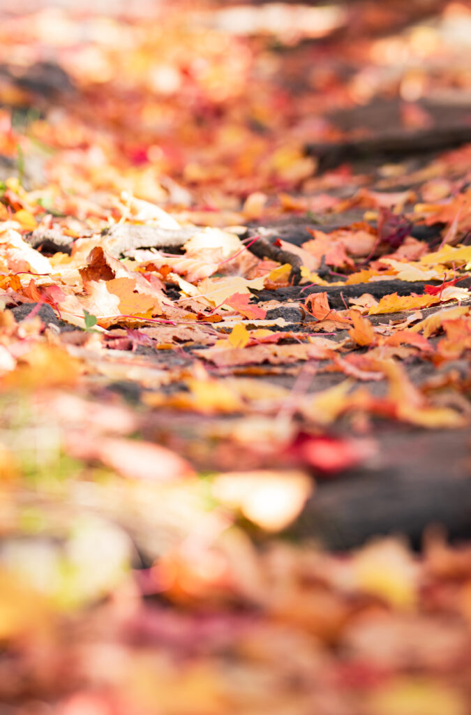Vibrant Autumn Wallpaper: Macro Focus on Colorful Foliage