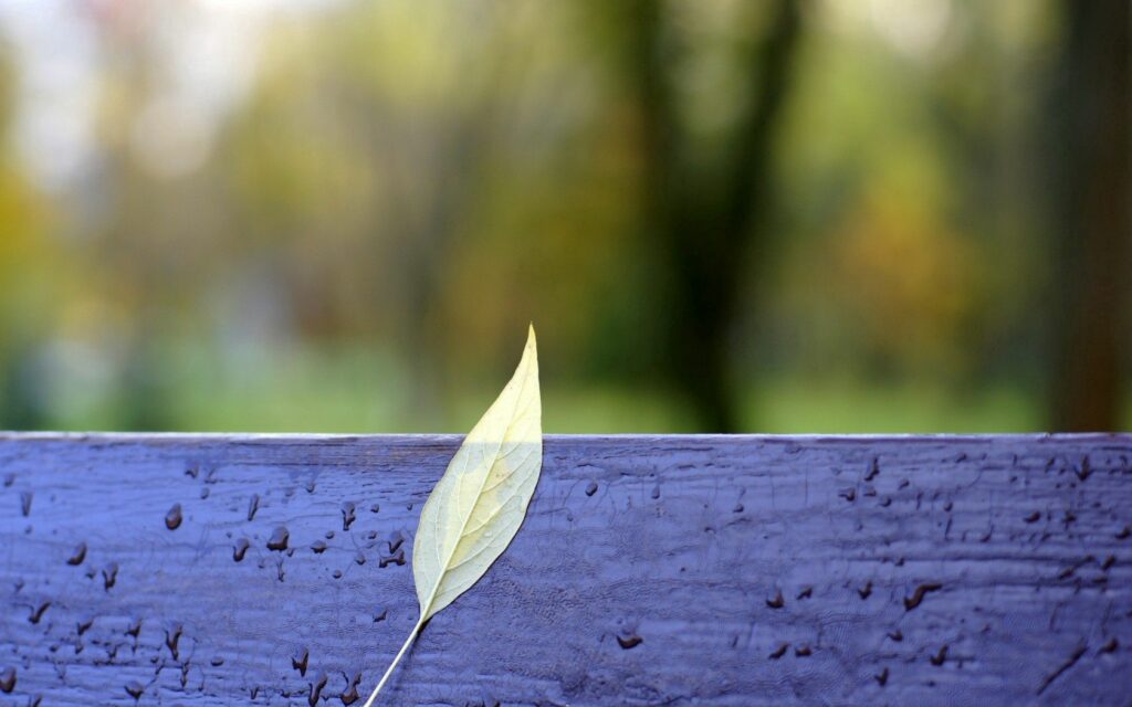 Serene Autumn Wallpaper: Yellow Leaf on Rainy Wooden Bench