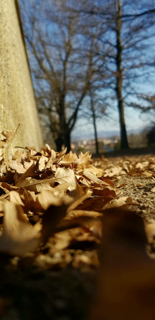 Serene Autumn Wallpaper for Samsung Note 20: Warm Earthy Tones