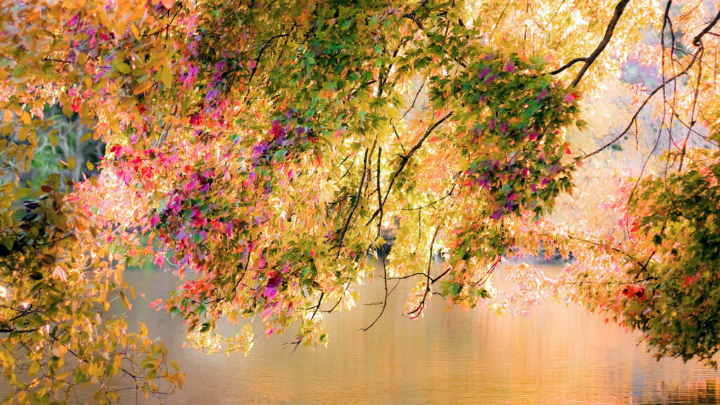 Serene Autumn Wallpaper: Vibrant Fall Leaves in Warm Hues