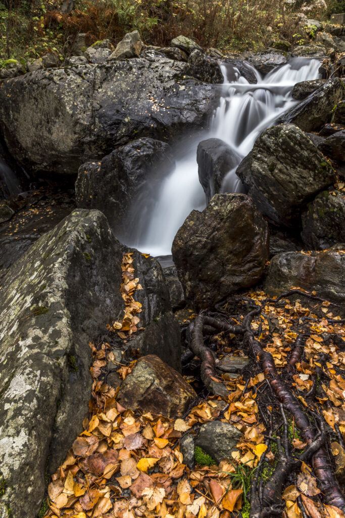 Serene waterfall over mossy stones with autumn leaves and tree roots in earthy tones wallpaper