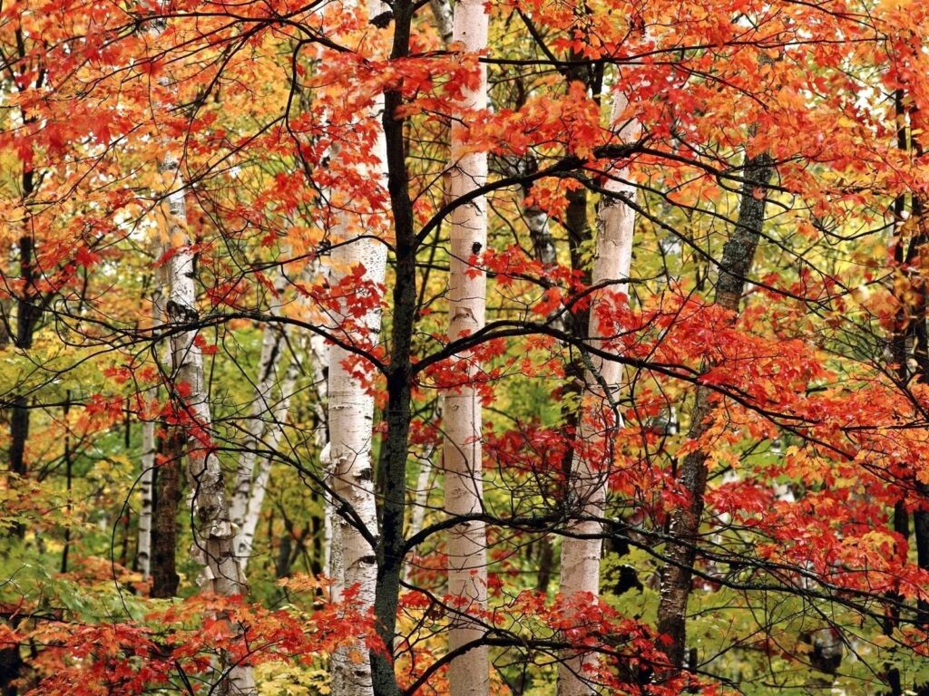 Autumn woodland wallpaper with white birch trees and vibrant fiery red and orange leaves