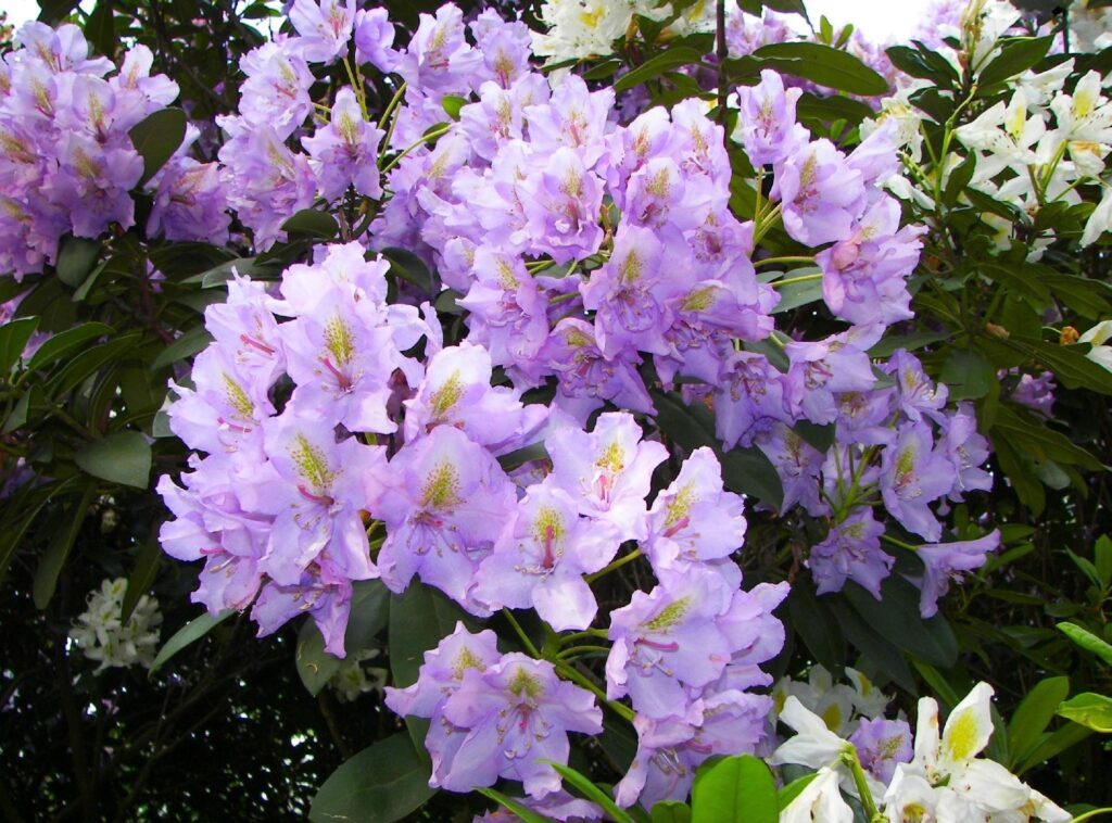 Stunning Lilac Azaleas Wallpaper: Nature's Beauty Indoors