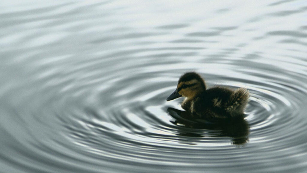 Serene Baby Duck Wallpaper: Relaxing Calm Water Scene Background