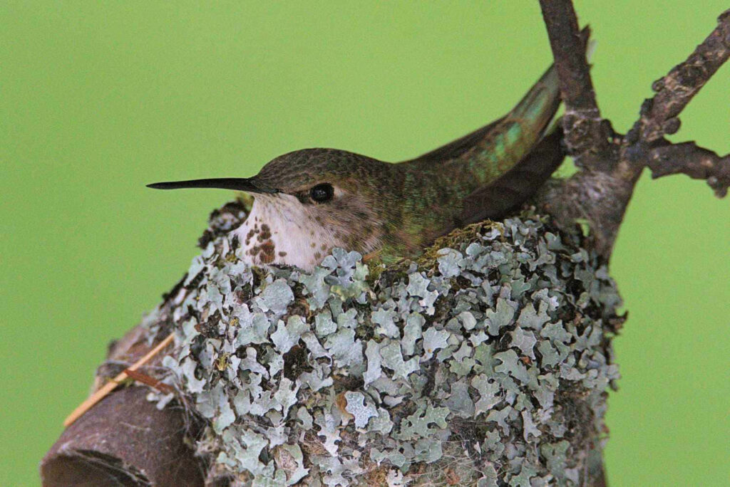 Serene Baby Hummingbird Nest Wallpaper with Natural Green Background