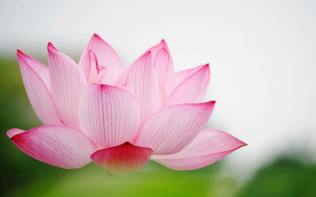 Serene Baby Pink Sacred Lotus Wallpaper with Elegant Blurred Background