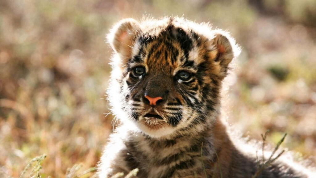 Baby Tiger Lounging in Sunlit Forest - Innocent and Curious Wallpaper