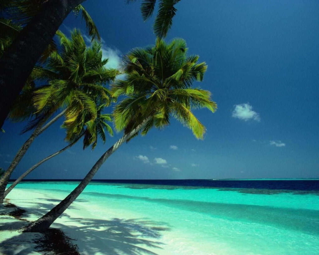 Tranquil Bahamas Beach Wallpaper: Turquoise Waters & Palm Trees