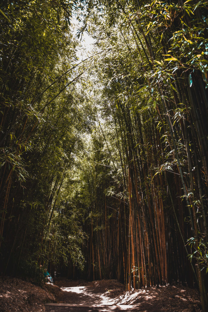 Serene winding path through dense green bamboo forest with sunlight filtering through canopy Wallpaper
