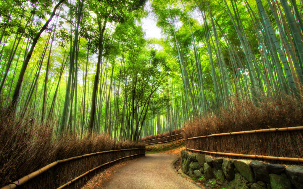 Serene winding pathway through lush green bamboo forest with towering stalks wallpaper background