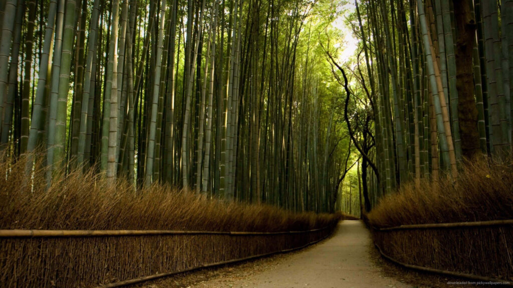 Tranquil winding path through dense towering bamboo forest creating serene nature escape wallpaper