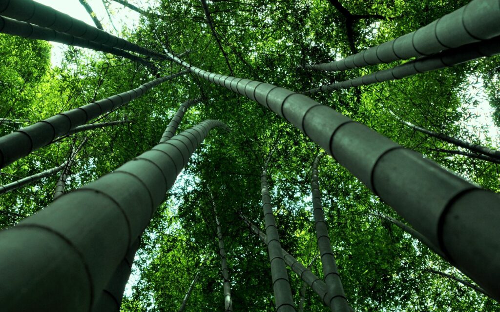 Low-angle view of tall bamboo stalks with dense green leaves creating a serene forest canopy Wallpaper