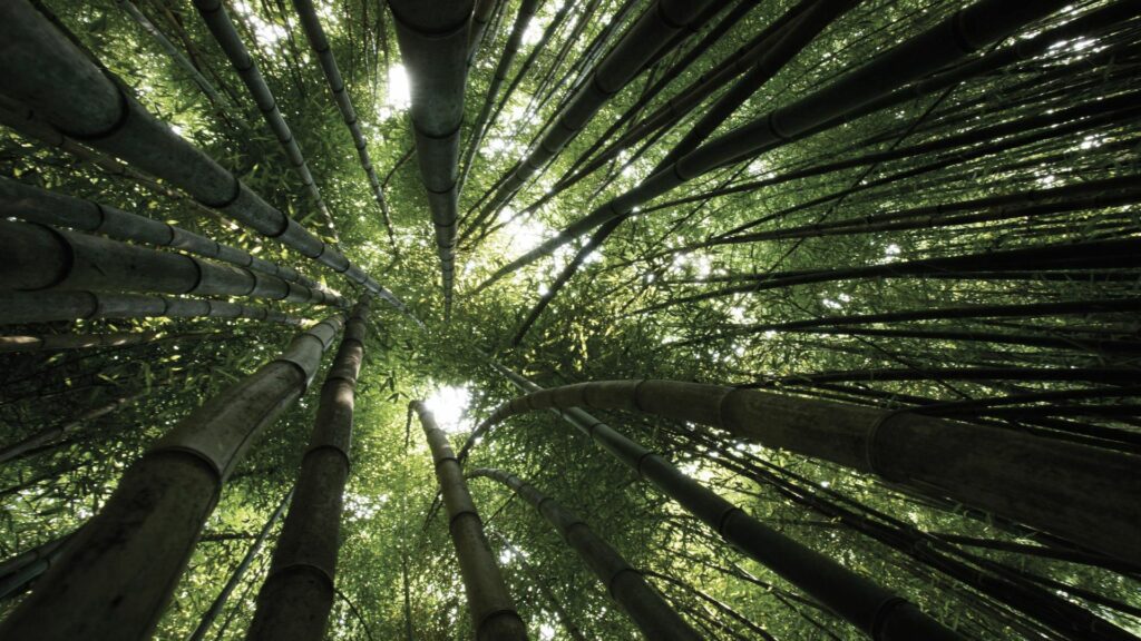Bamboo forest view from below thick green stalks with lush canopy and filtered sunlight background Wallpaper