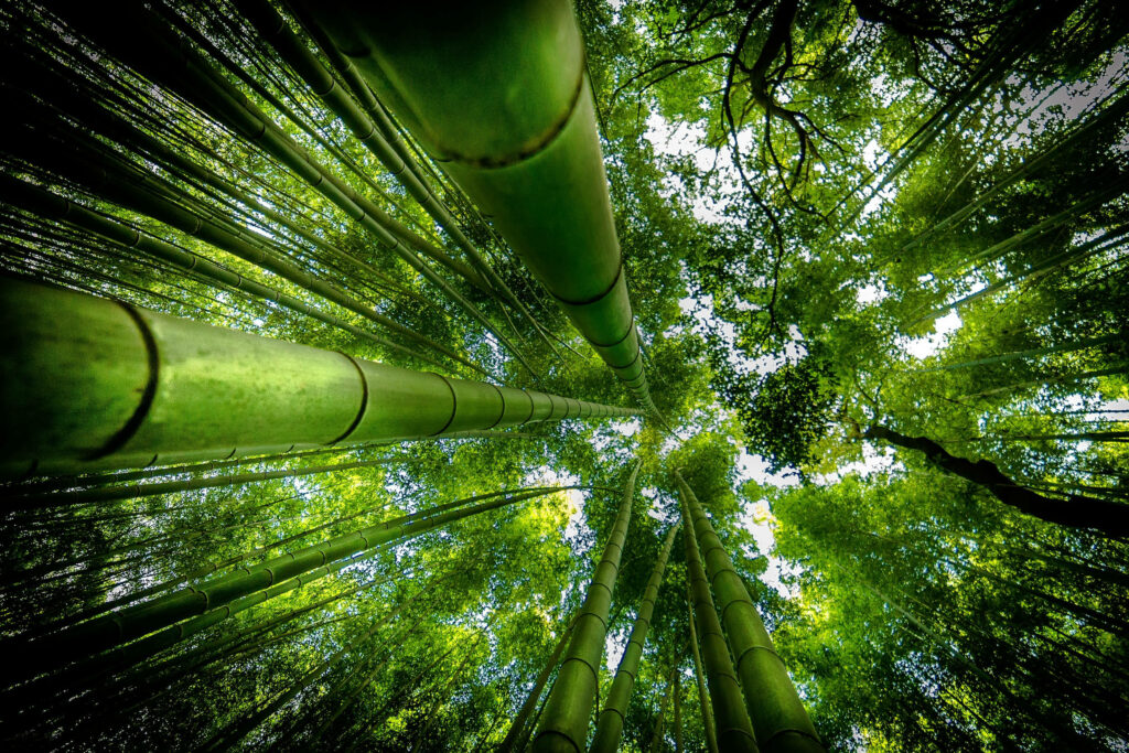Serene bamboo forest wallpaper with tall green stalks and sunlight filtering through leaves