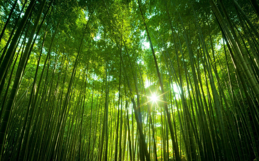 Serene bamboo forest wallpaper with tall green stalks and sunlight filtering through leaves