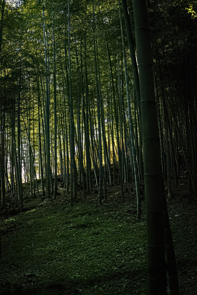 Serene bamboo forest wallpaper with tall green trees and sunlight filtering through canopy leaves
