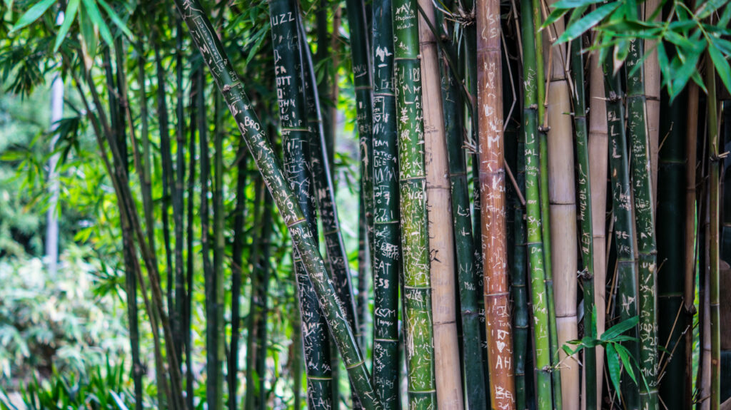 Serene bamboo forest wallpaper with tall carved green and brown stalks in lush natural scene