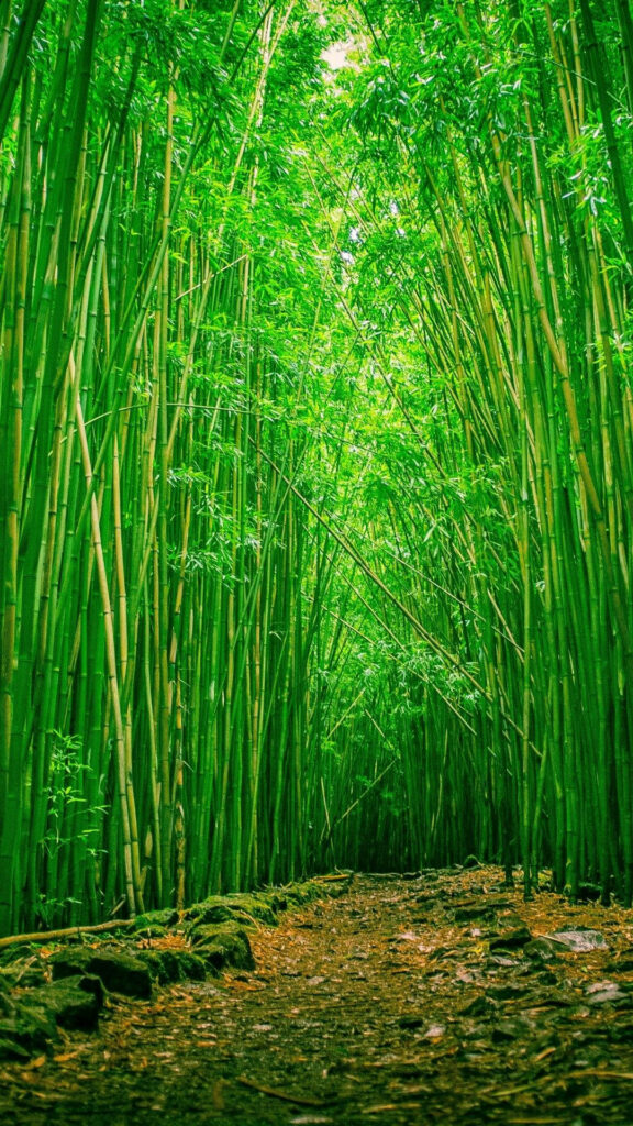 Serene winding path through lush green bamboo plantation calming refreshing wallpaper background