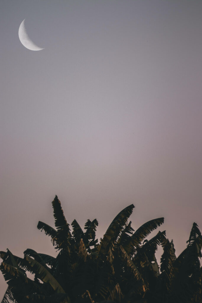 Tropical Twilight: Serene Banana Tree Wallpaper Background