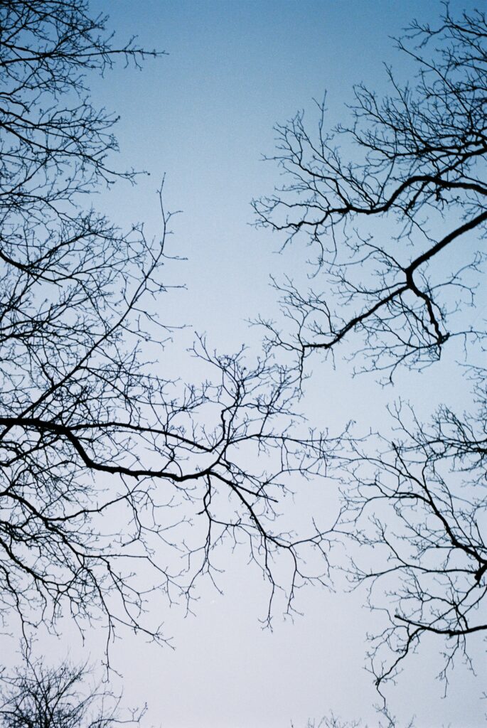 Minimalist wallpaper with bare tree branches silhouetted against soft blue sky background