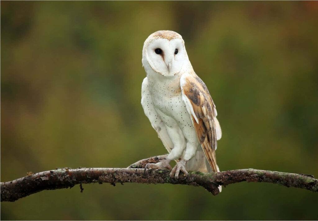 Graceful Barn Owl on Branch: Serene Nighttime Scene Wallpaper